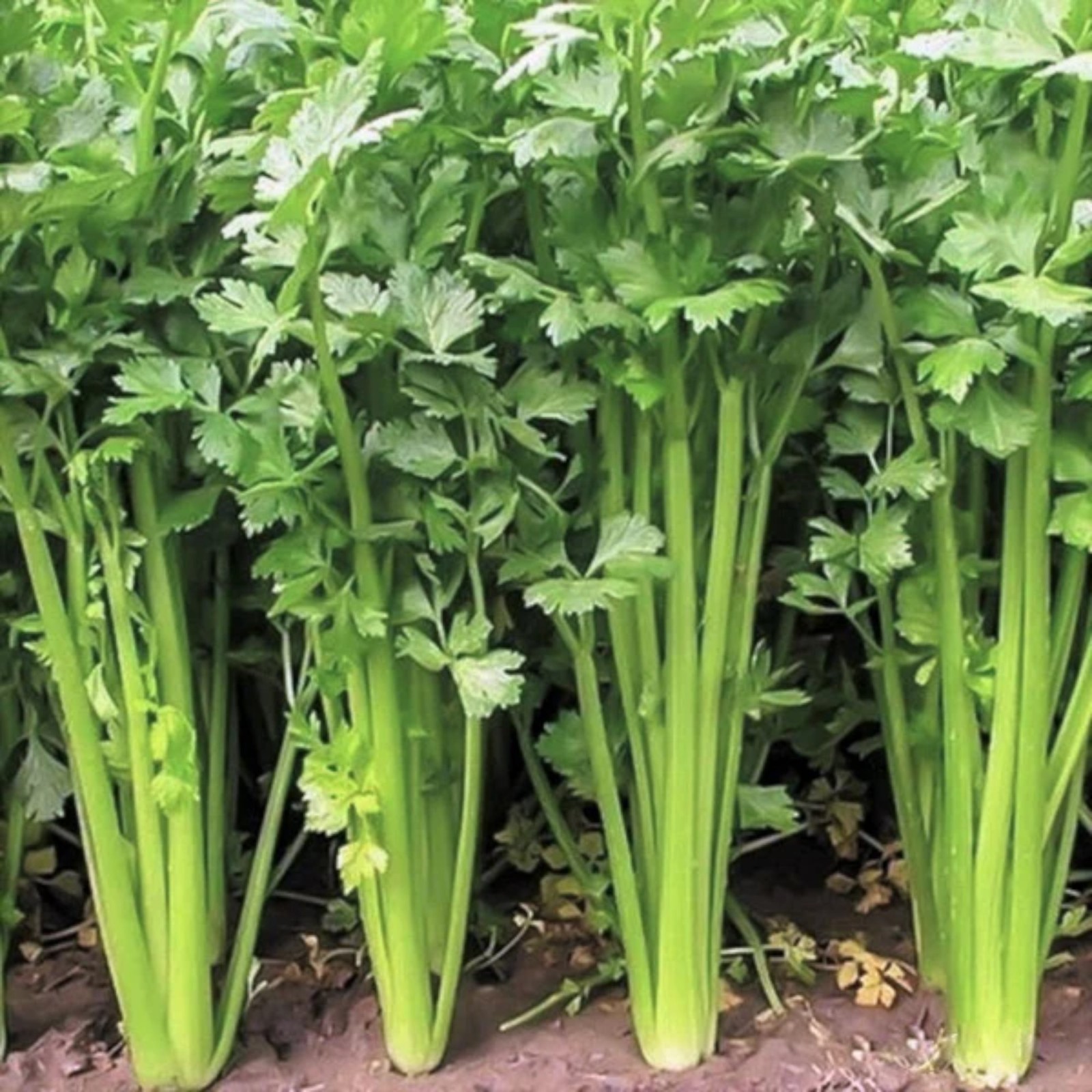3000 Mini Celery Seeds – Chinese Small Celery for Home Garden Growing gallery