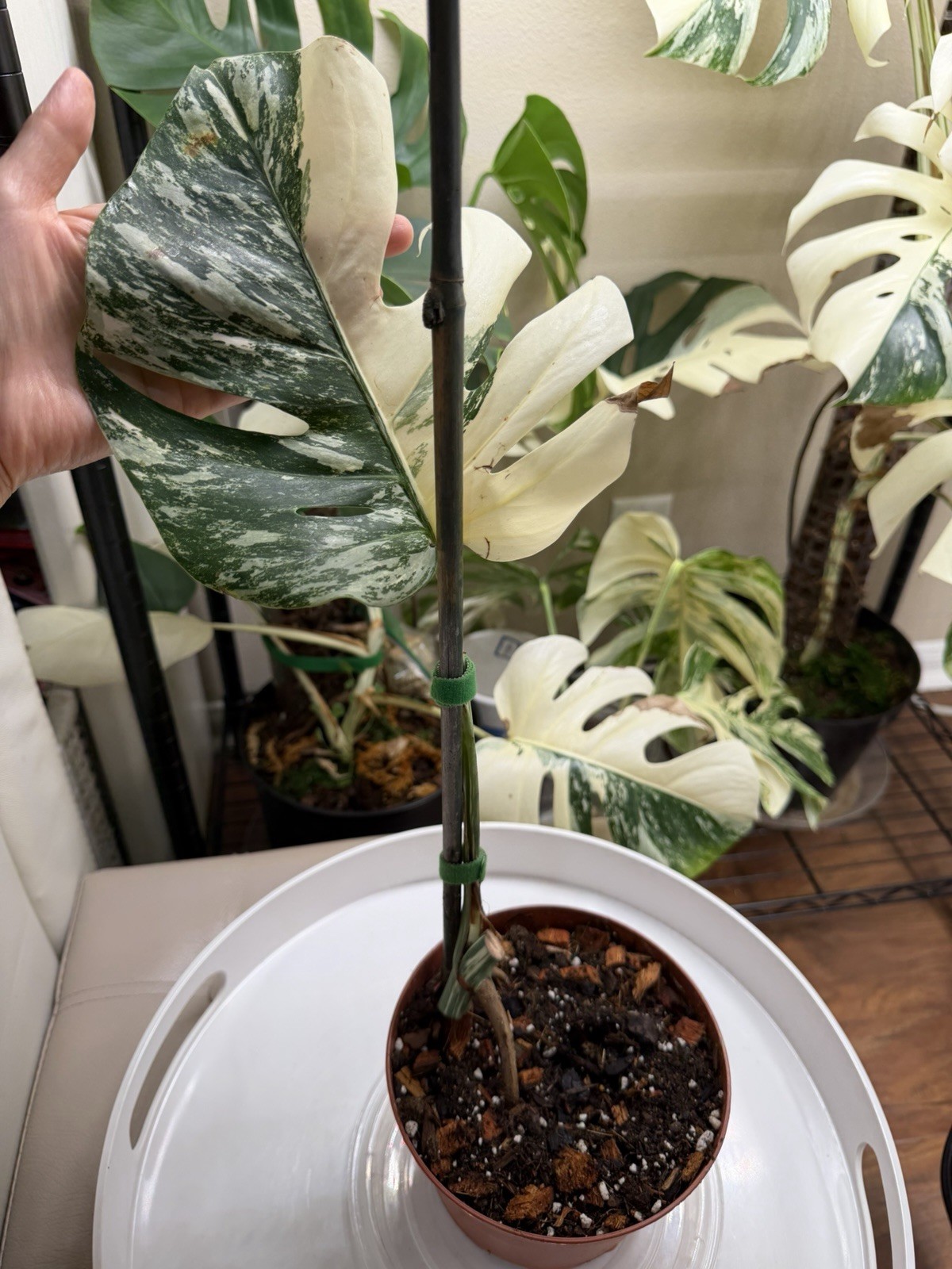 Highly Variegated Monstera Albo Halfmoon Premium Cutting with Fenestrations gallery