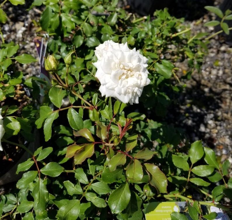 White Drift® Groundcover Rose - Live Plant - ( 1 QT ) - Low Maintenance gallery