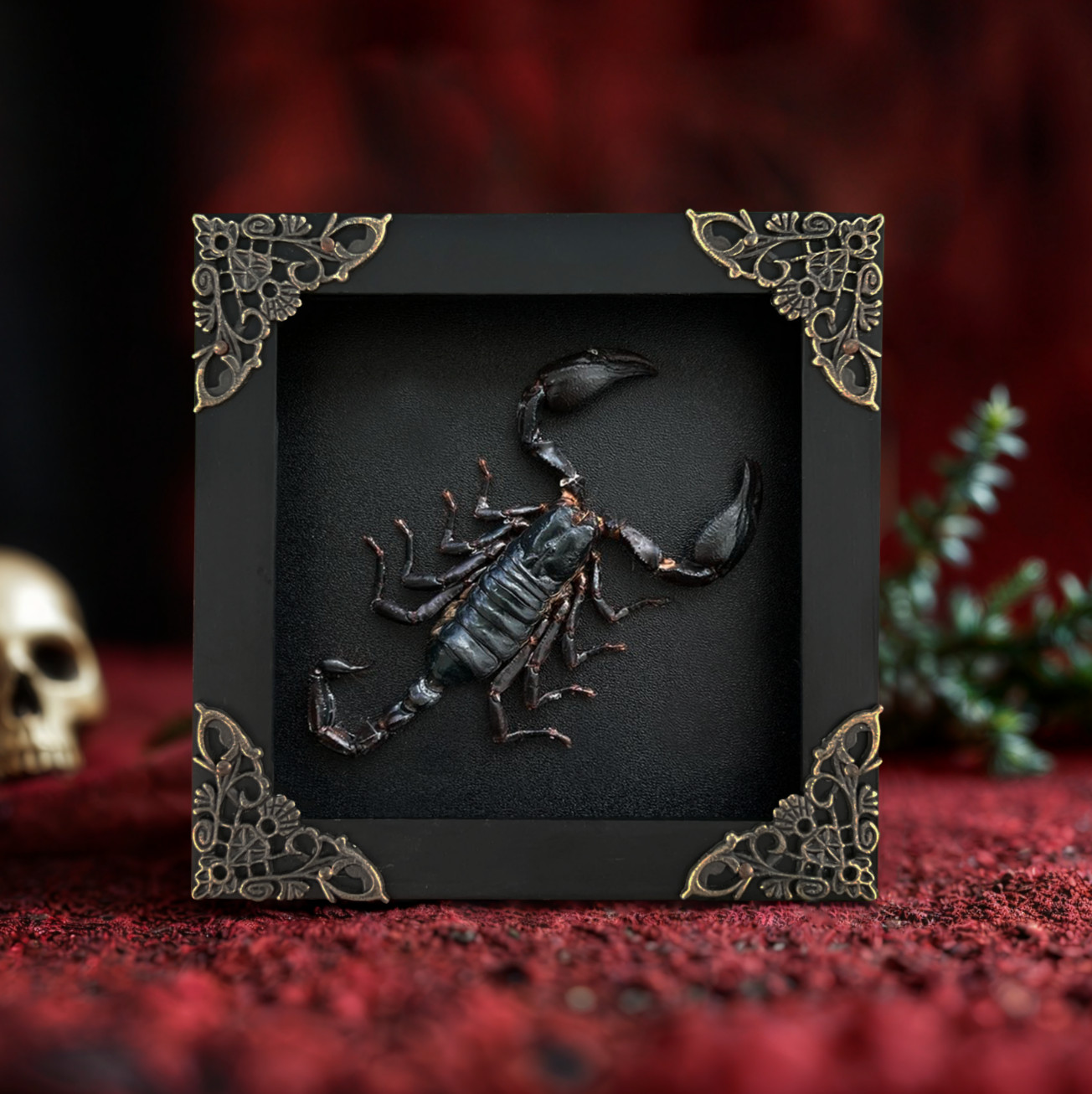 Real Framed Scorpion Gothic Wall Decor Shadow Box Taxidermy Father's Day Gift gallery