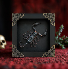Real Framed Scorpion Gothic Wall Decor Shadow Box Taxidermy Father’s Day Gift