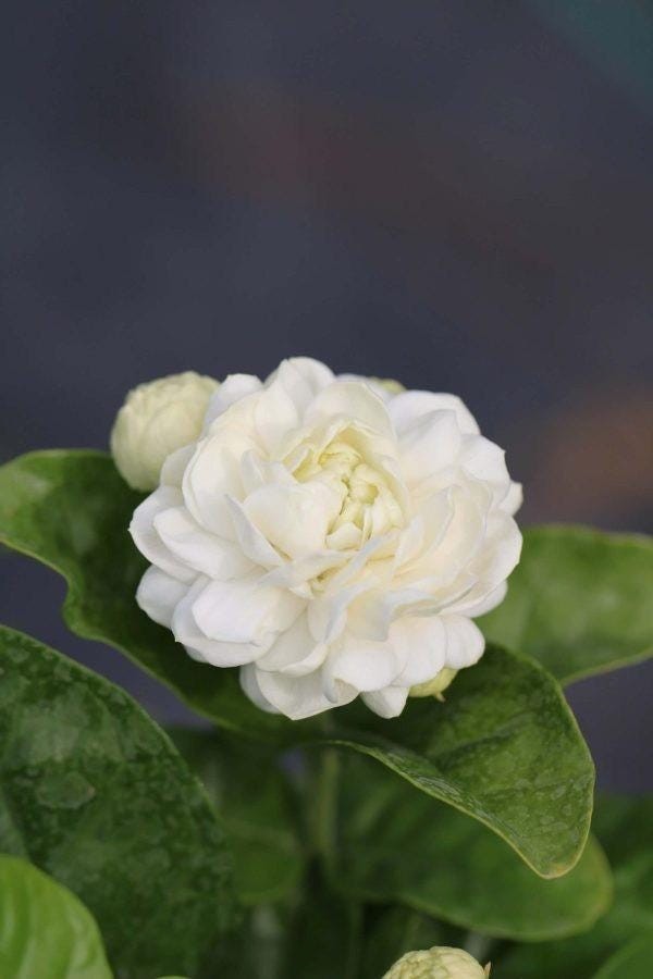 Arabian Jasmine Live Plant Double Flowered Highly Fragrant Blooming Shrub gallery