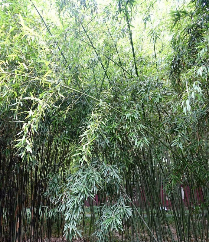 Bamboo Red Margin Phyllostachys Rubromarginata Bare Root Plant Rhizome Privacy gallery