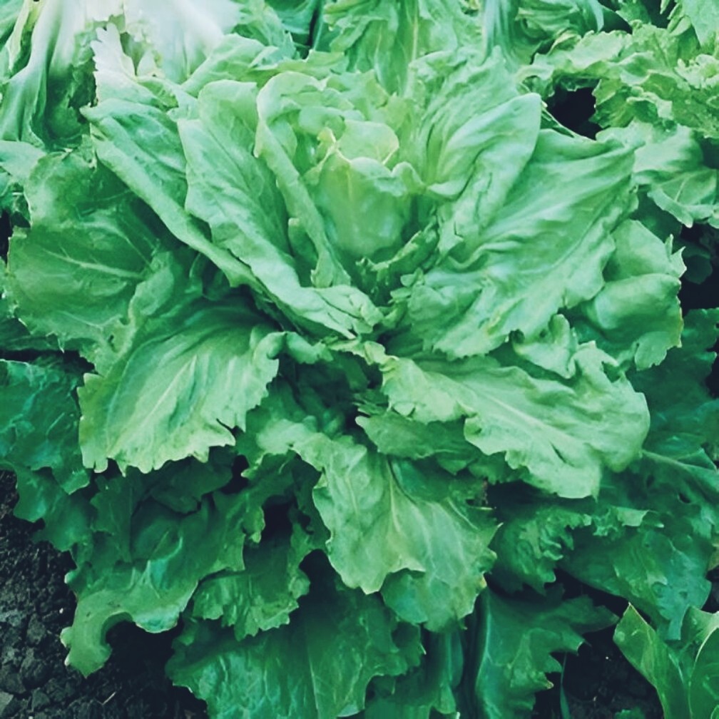 broadleaf batavian endive seeds. 300 seeds. Vegetable, tree, flower, grass gallery