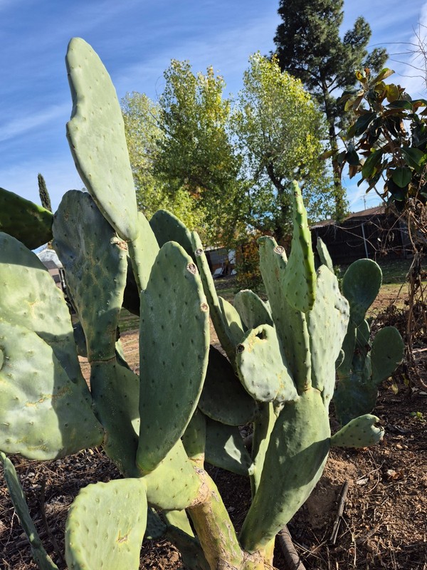 Rooted Prickly Pear Cactus Pad (8–12") – Live Opuntia Plant gallery