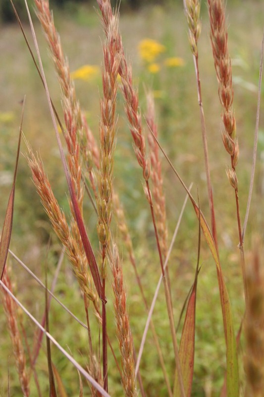 500+VIRGINIA EASTERN WILD RYE Grass Seeds Native Prairie Bunchgrass Spring Fall gallery