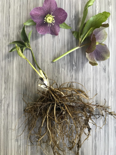 Hellebores Lenten Rose Ruby Red ONE (1) Bareroot Healthy Well Rooted Plant gallery
