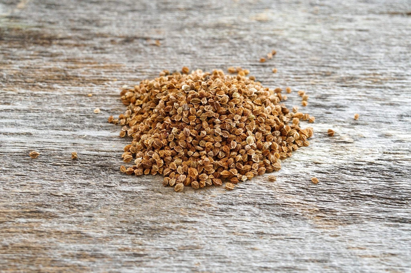 Small Burnet Seed | Perennial Drought Tolerant Deer Wildlife Food Plot Habitat gallery