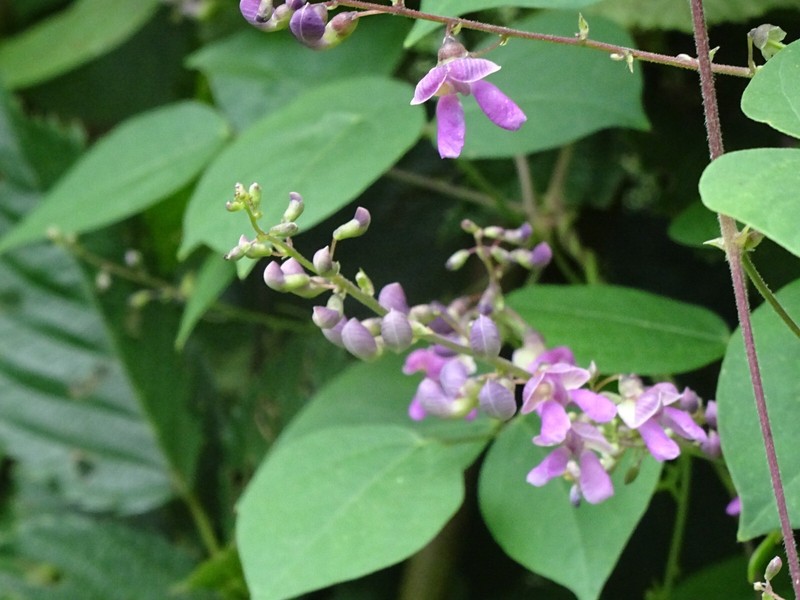 Phaseolus polystachios Thicket Bean 5 seeds from 2022 Native perennial bean gallery