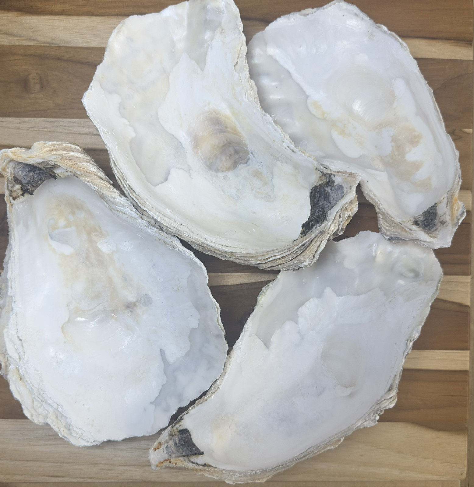 6 Oyster Shells Cup Side 7-9” Bulk Clean No Smell Art Jewelry Dish gallery