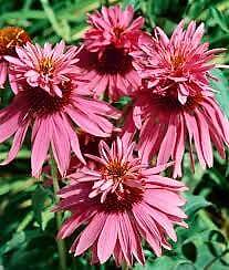 Doubledecker Purple Coneflower Echinacea Seeds ~ Echinacea Purpurea Doubledecker gallery