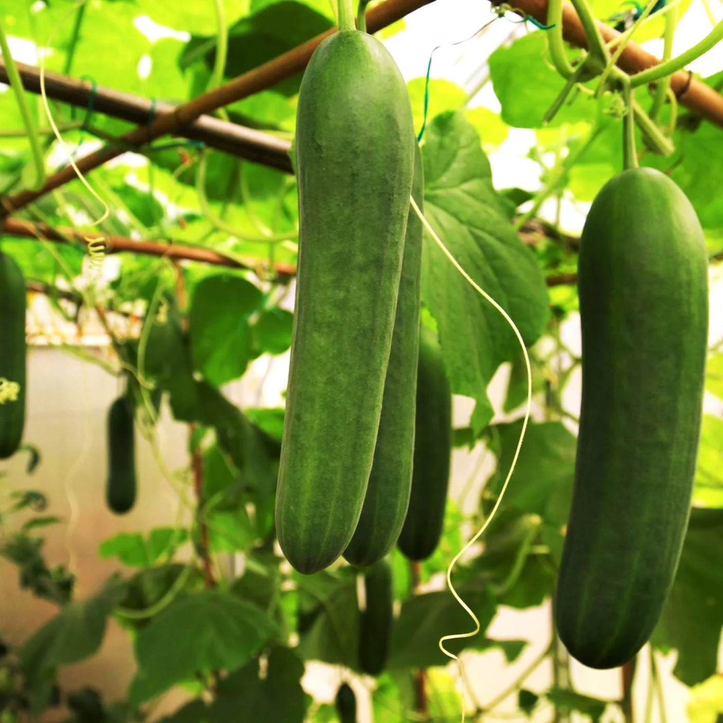 Persian Cucumber (Open-Pollinated) Seeds - For 2026 Planting US Grown Beit Alpha gallery
