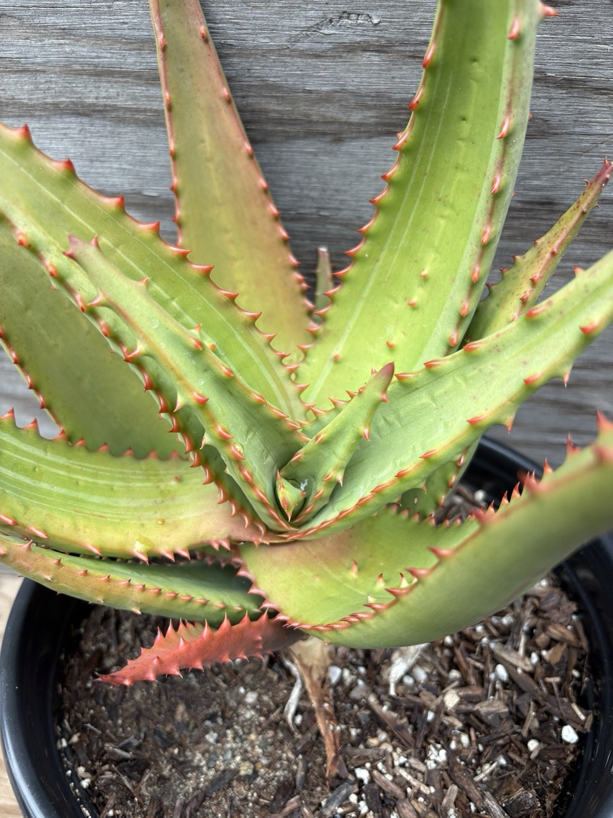 Silver White Variegated Tree Aloe Hybrid Seedling!! Erik the Red X Red Ferox!!! gallery