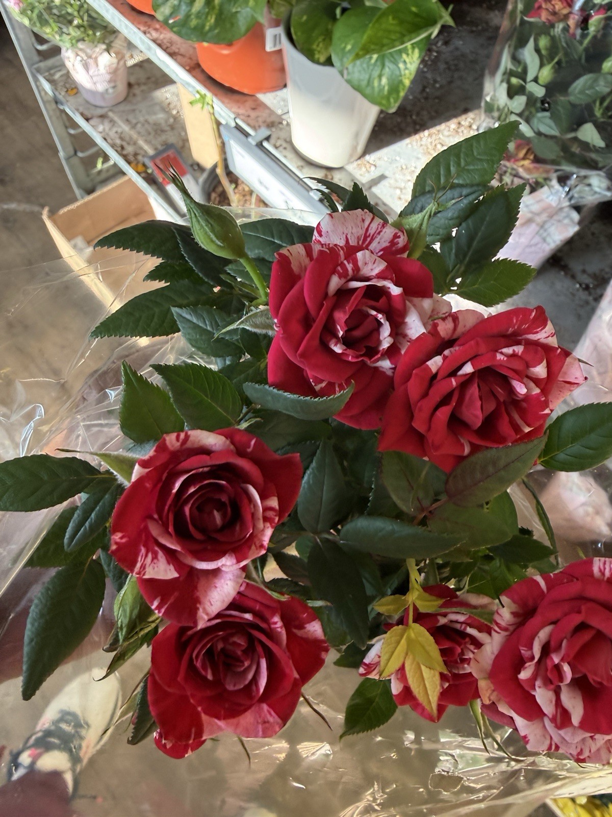 Mini Rose Plant Red and Pink gallery