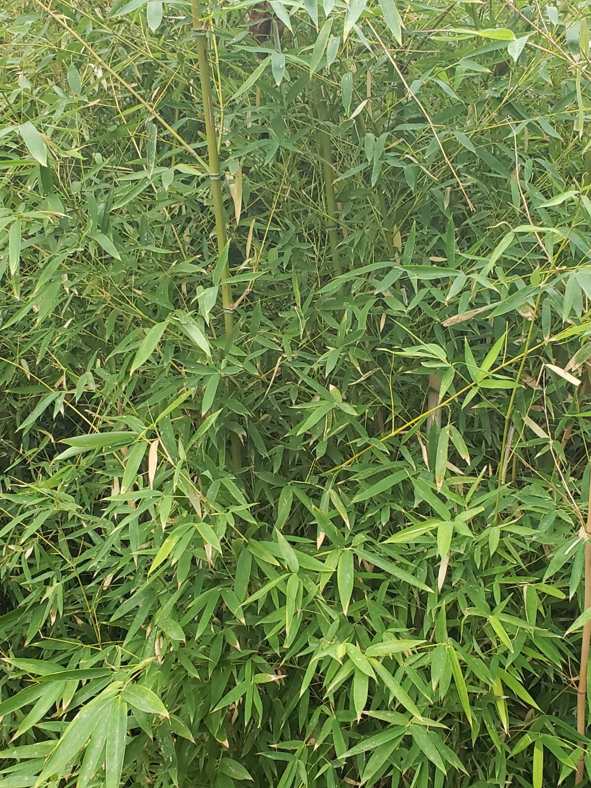 Live Bamboo Roots (Privacy, Landscaping, Fencing, erosion control and more.. gallery
