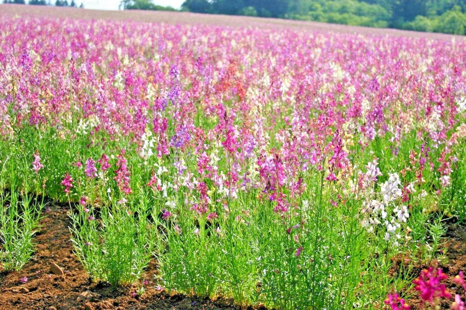 2001+SNAPDRAGON Northern Lights Mix Seeds Container Spring Fall Flower Garden gallery