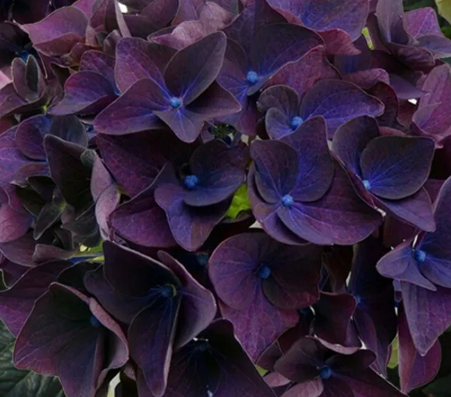 5 Deep Purple Hydrangea Seeds Perennial Flowers Flower Garden Seed 1420 USA gallery