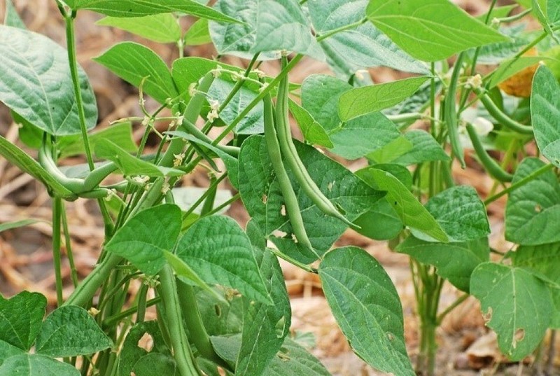 Bean Gold Rush -Yellow / Green Provider-Valentine-French Garden Bush/Organic gallery