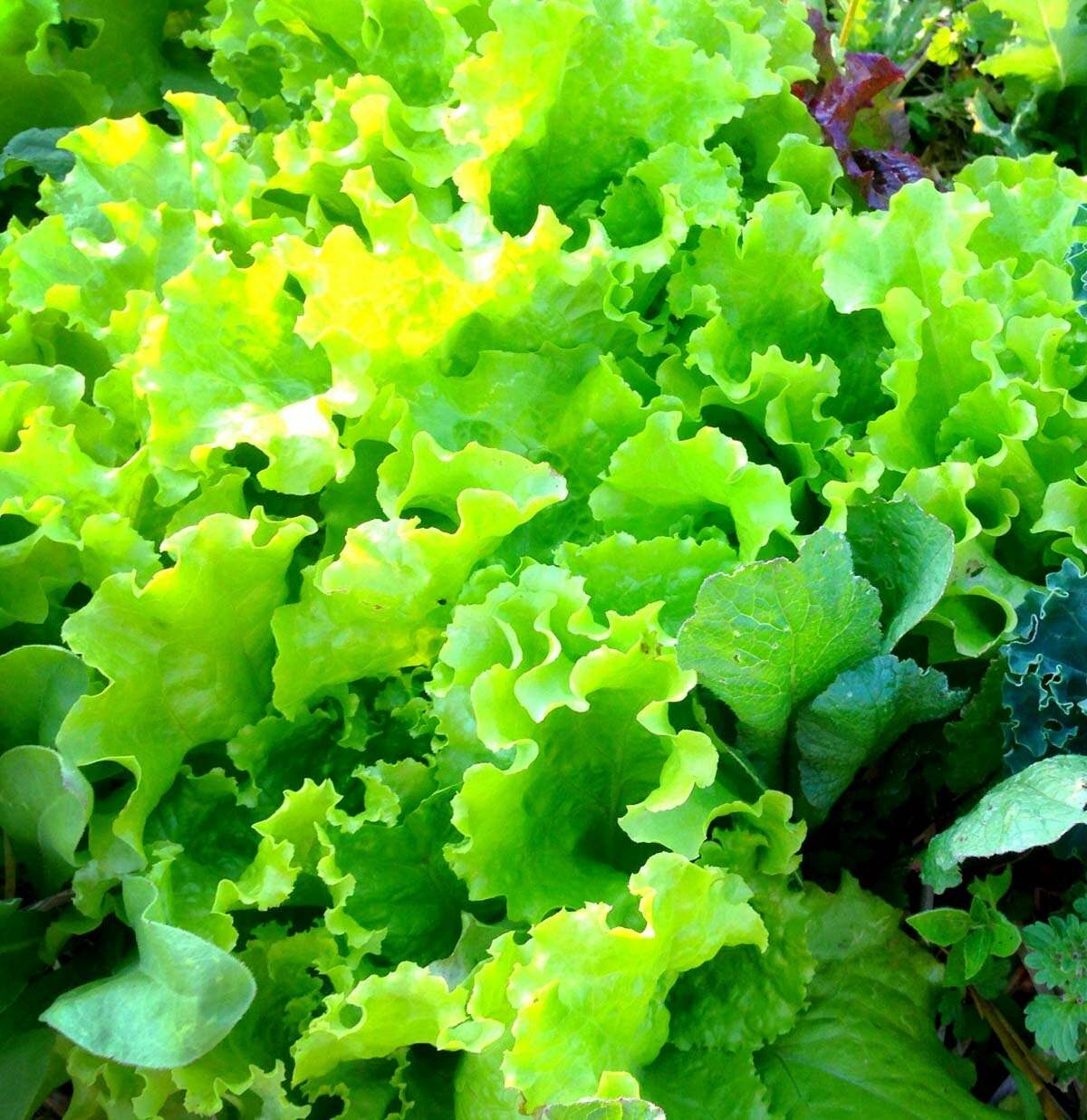 800+ BLACK SEED SIMPSON LEAF LETTUCE SEEDS (1 gram) FRESH GARDEN HARVEST gallery