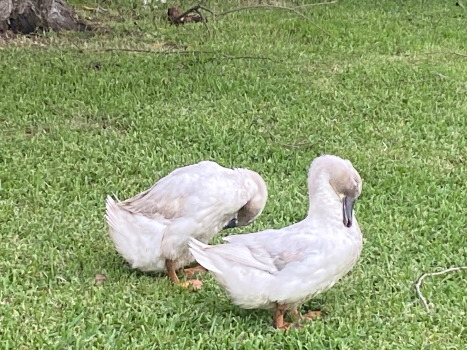 45lb, Raw Duck Manure for beautiful, vibrant gardens. 15”x27” plastic bag. gallery