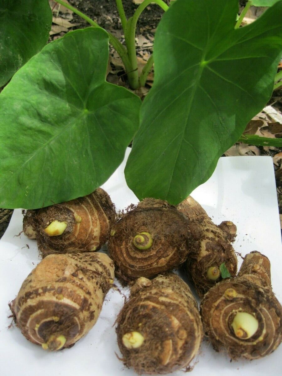 10 LIVE Colocasia Esculenta Elephant Ear Taro Gabi Kalo Eddo Bulbs READY to GROW gallery