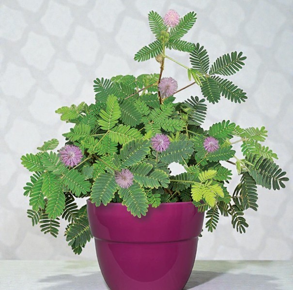 Mimosa Pudica Live Sensitive Unusual Tropical Pink Flowering Plant In 4'' Pot gallery
