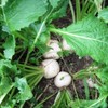 5000 WHITE EGG TURNIP SEEDS. FRESH FOR 2024 GARDENS gallery