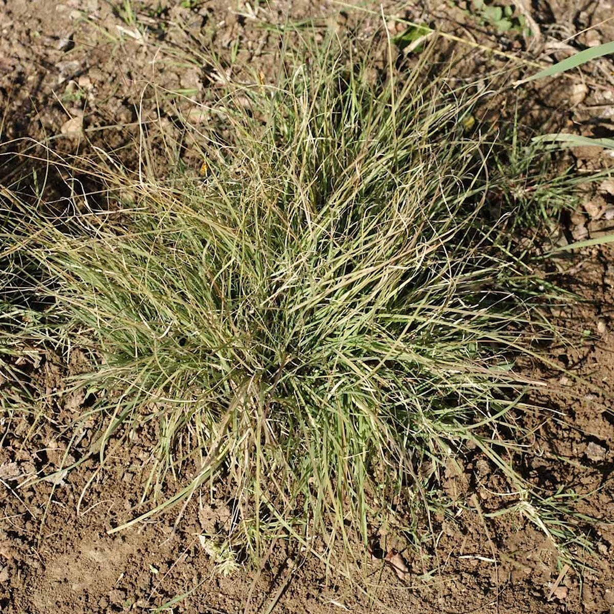 1 Lb Buffalo Grass Native Grass Seeds - Everwilde Farms Mylar Seed Packet gallery
