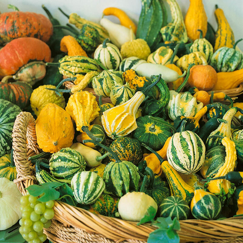 Small Ornamental Gourd Mix Seeds | Fall Garden Autumn Wing Pumpkin Squash 2023 gallery