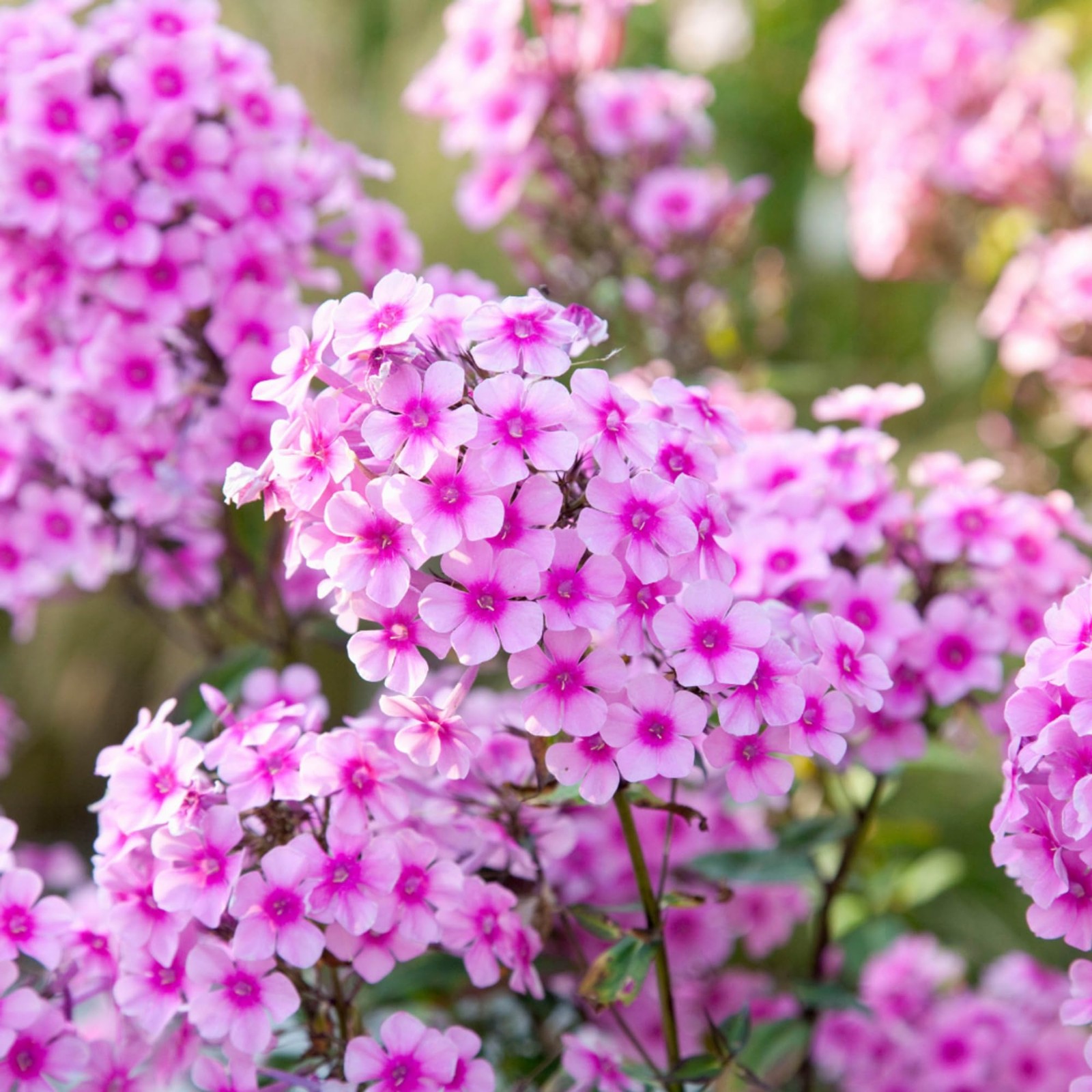 1000+ Creeping Phlox Seeds for Planting - Bright Mixed Phlox Seeds Creeping P... gallery