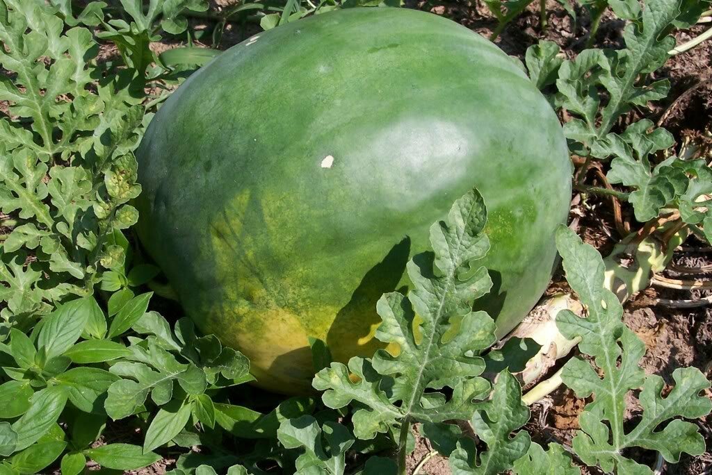Florida Giant Watermelon Seeds, Jubilee, NON-GMO, Huge 35-50 lbs, FREE SHIP gallery