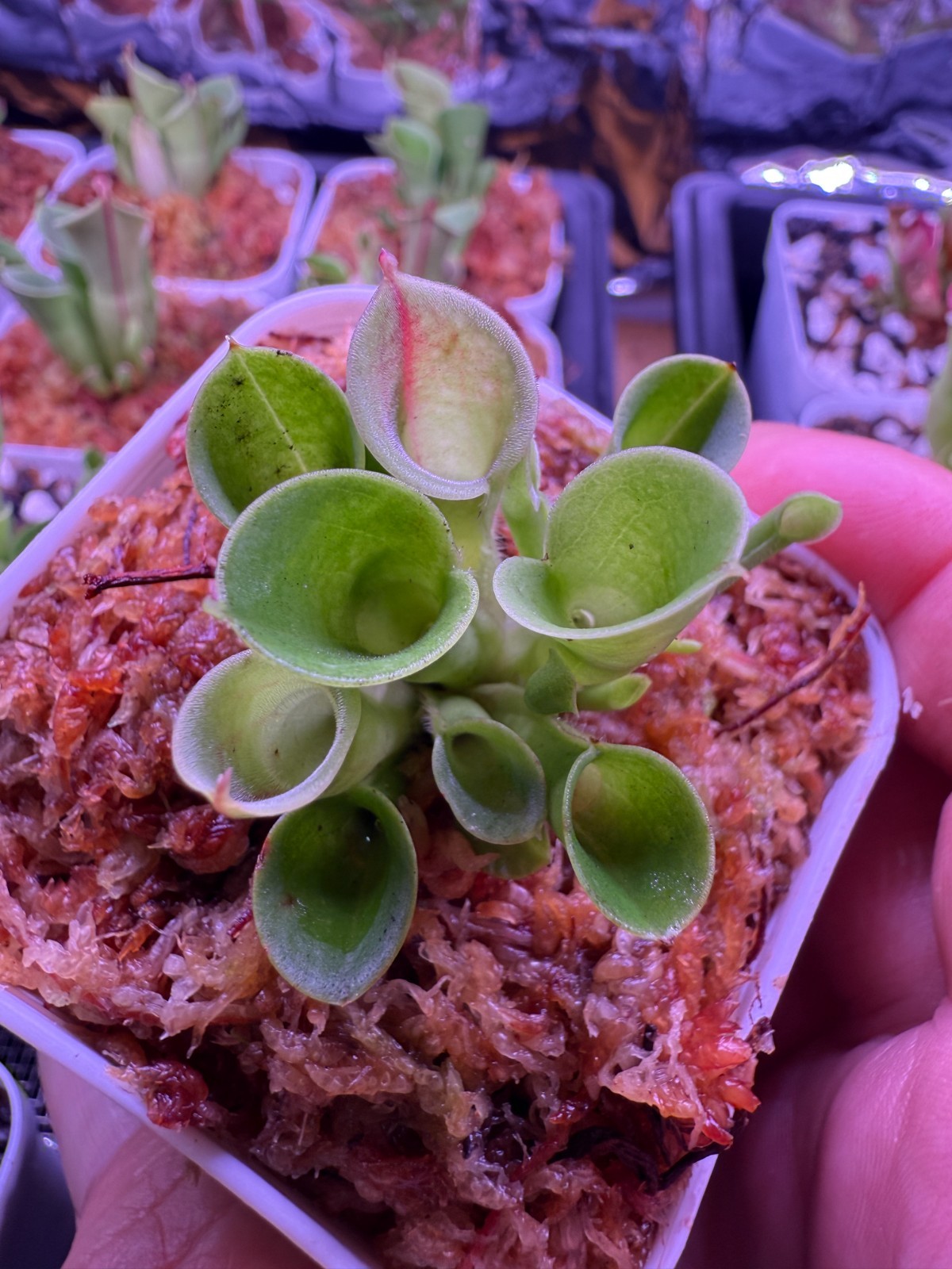 Heliamphora Minor Carnivorous Plant gallery