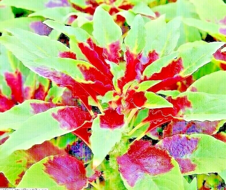 RED AMARANTH 100+ SEEDS STRIPE LEAF CHINESE SPINACH YIN CHO VEGETABLE GARDEN gallery
