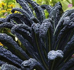 400+ Black Magic Kale Seeds ——— FRESH