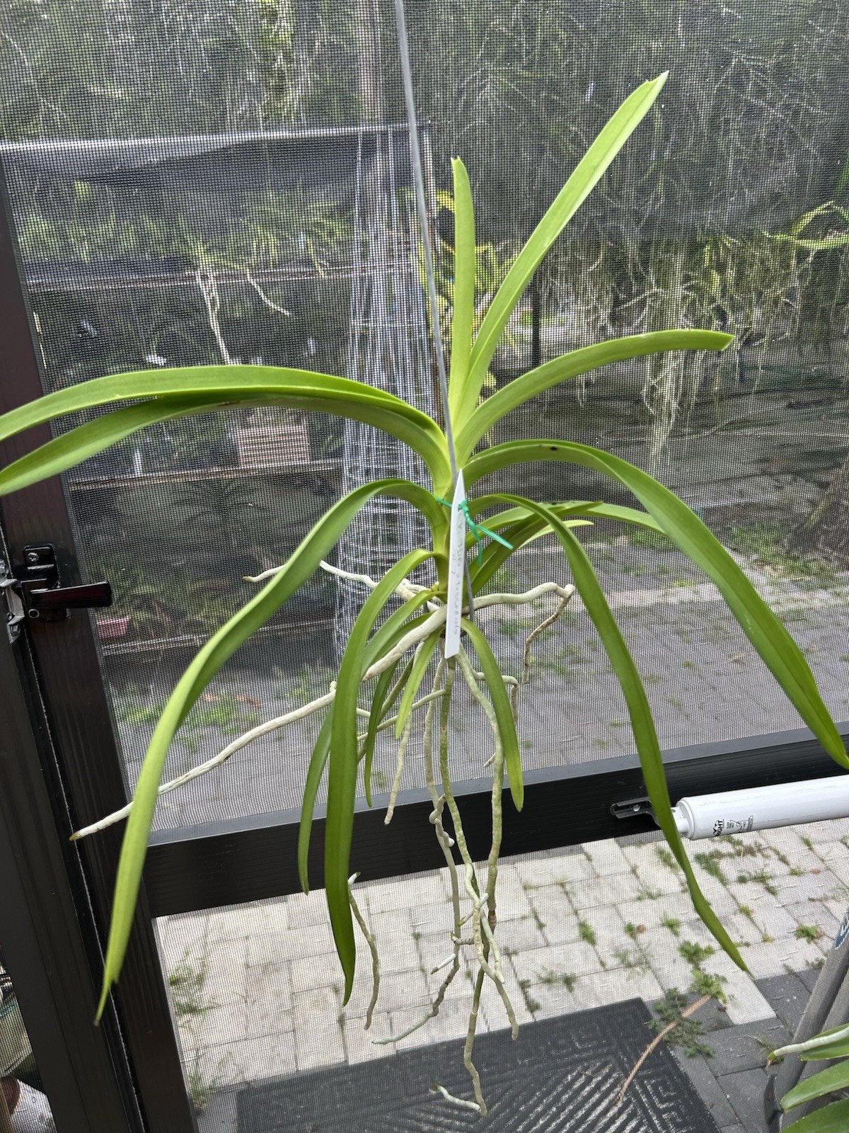 Vanda JDB X Tessellata Orchid Fragrant Has Keiki gallery