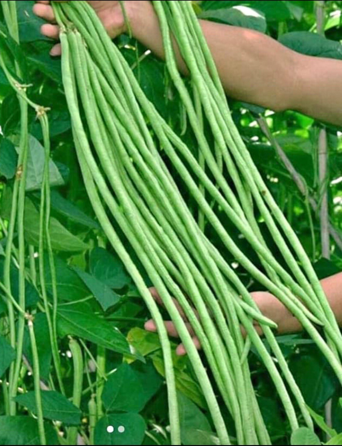 50+ SEEDS I String Beans I Yard Long Bean (Green) | Sitaw | NON-GMO gallery