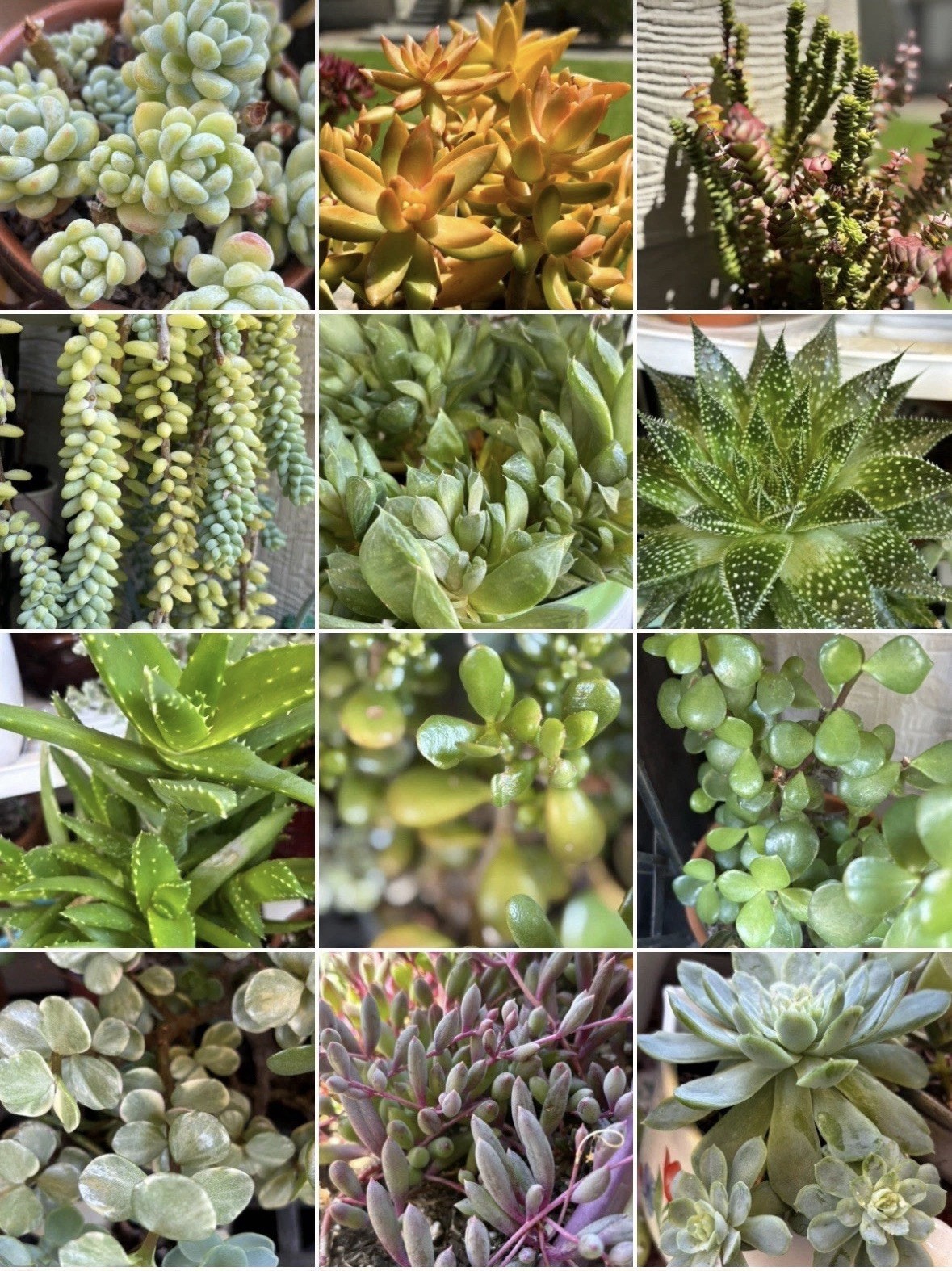 15 Assorted Potted Succulent Houseplants, Draught Resistant, Multi-Color gallery