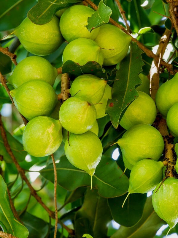 Fresh Macadamia Nuts in shell from California (5 LBS) gallery