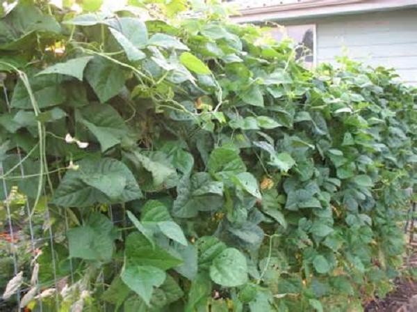 Blue Lake Pole 274 Snap Bean Seeds, Heirloom Seeds - NON GMO, gallery