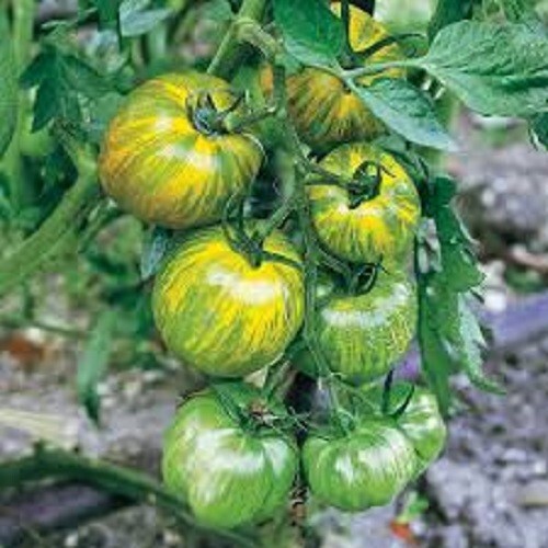 Green Zebra - Green Striped +25 Seeds - Buy any 3 or more items, 20% off order! gallery