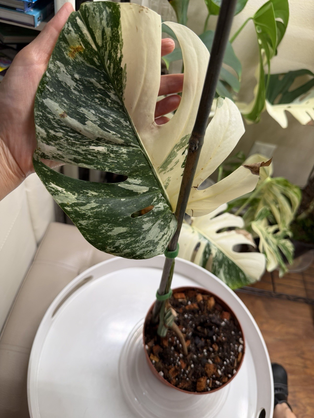 Highly Variegated Monstera Albo Halfmoon Premium Cutting with Fenestrations gallery