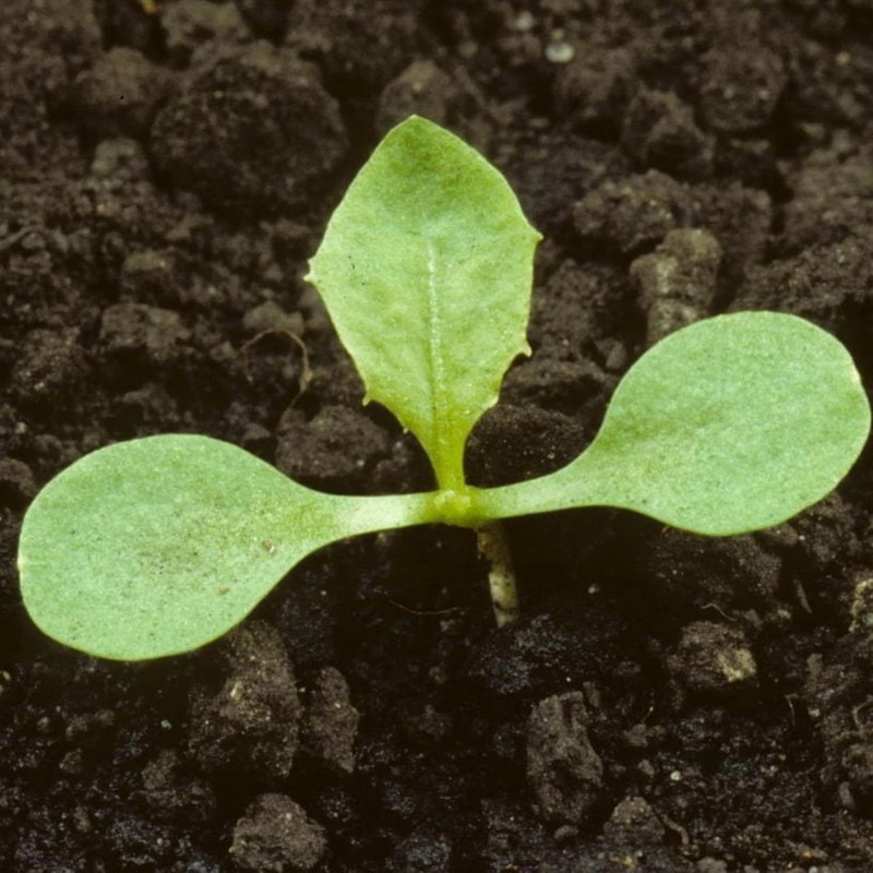 Seed Needs 30,000+ Common Dandelion Herb Seeds for Planting - Non-GMO, Heirloom gallery