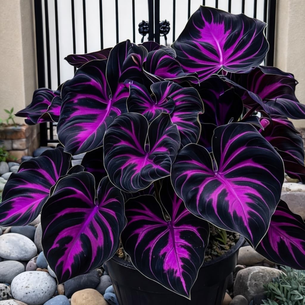 308 Hosta Seeds for Planting – Rare Perennial Shade Plants, Lush Purple gallery