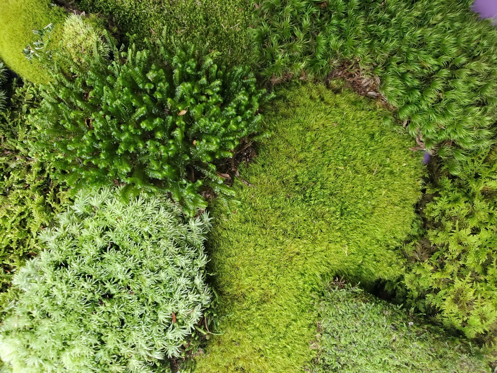 Live Moss Assortment for Terrarium Vivarium Fairy Garden 6x9 Ziplock GreenFresh gallery