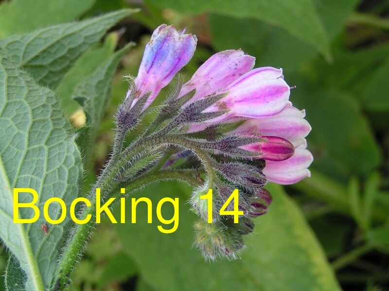 Russian Comfrey Live Root Cuttings - Bocking 14 Cultivar gallery