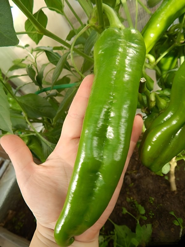 75 Heirloom NuMex BIG Jim Legacy Hatch Chili Seeds - Giant Mild Foot Long Pepper gallery