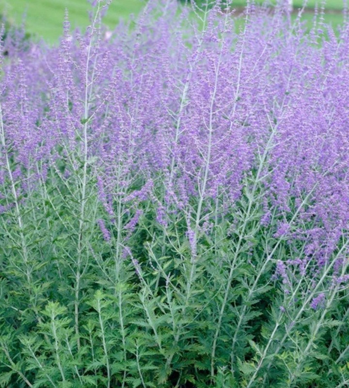 russian sage plant gallery