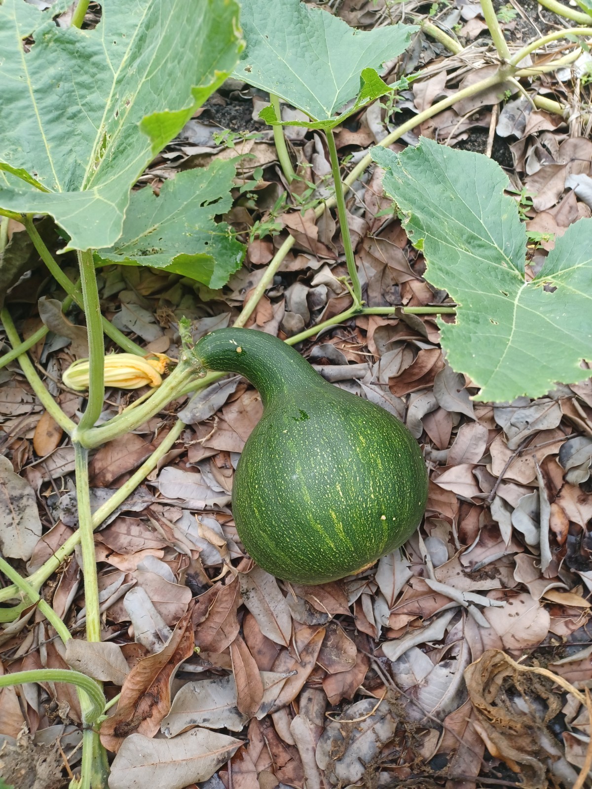 10 Seminole Pumpkin Seeds, Cultivated Variety of Cucurbita moschata (2025) gallery
