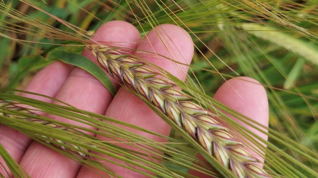 Barley Seeds (200) / ORGANIC / FLORIDA GROWN / CEREAL GRAIN gallery