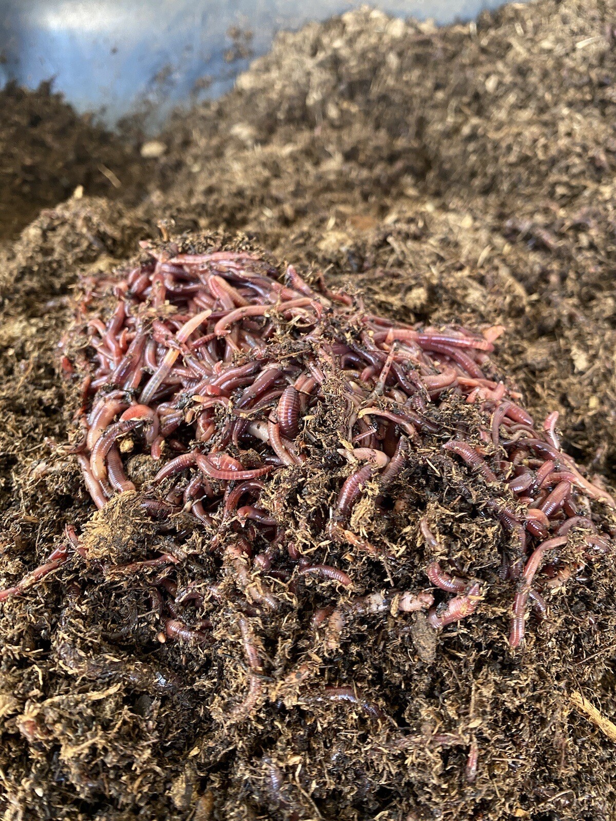 1lb Of Red Composting Worms gallery